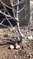 مزرعة للبيع في بحرايا، حمص - طابقين، 3 غرف وحديقة مشجرة